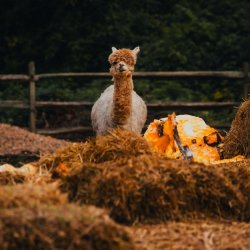 Friendsgiving Farm Day: Gratitude, Animals & Autumn Fun!
