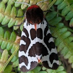 2-Day Nature Writing Masterclass with Mark Cocker
