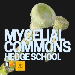 text in front of a picture of trumpet lichen that reads 'mycelial commons, hedge school' with the logos of myco and the arts and humanities research council below.