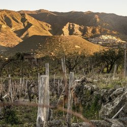 MASTERCLASS: Mountain Wine of Altitude + Sunlight + Terroir {WEST HARTFORD}