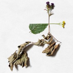 SEED
