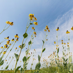 NPAT Fayette Prairie Chapter— Annual Symposium