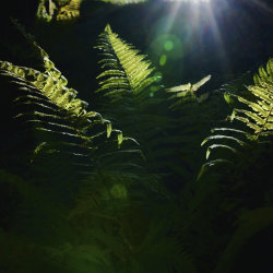 A Midsummer’s Phone Photography Workshop in The Plant Library