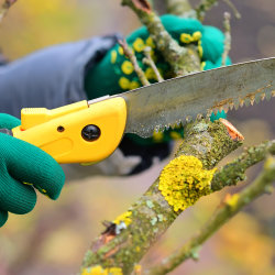 Fall & Winter Pruning Class (Seaside)