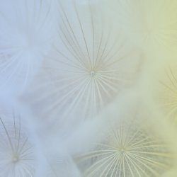 Seedling Series: Evaluating Systemic Change