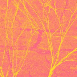 Seedling Series: Using AI to Augment Systems Change Practices