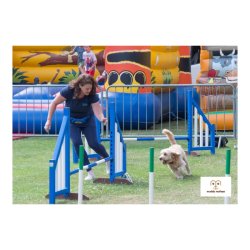 Dog having fun in the Agility
