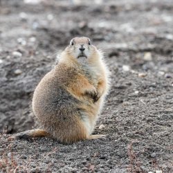 a prairie dog looking at the camera
