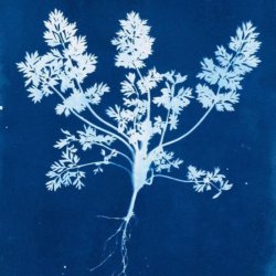 The Creative Arts Club: Art for All Cyanotypes – Working with Summer Light