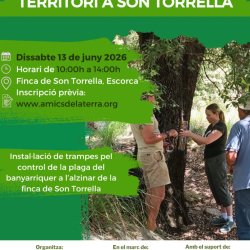 Jornada de voluntariat ambiental a Son Torrella: protegim els nostres alzinars per Amics de la Terra i Mallorca Preserva