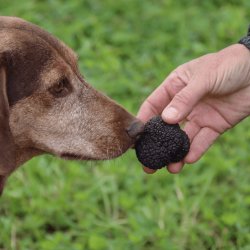 Truffle Dog Starter Day