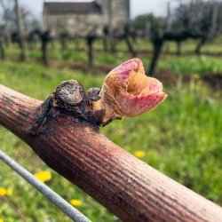 MASTERCLASS: BORDEAUX, Fine Country Wine {WEST HARTFORD}