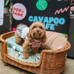 Cavapoo Cafe - Surrey