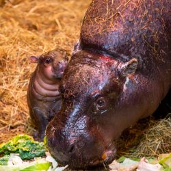 Tea and Talks: Hippos and Hogs