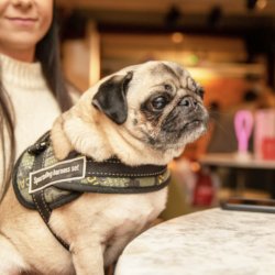 Pug Cafe - Southampton