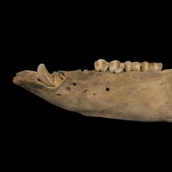 Archaeology Lecture Series: You Are What You Eat - What Faunal Remains Tell Us About Historic Life