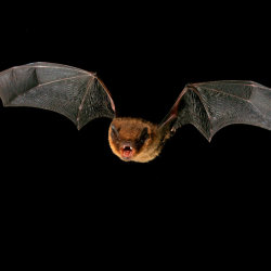Bat in flight across a dark evening sky