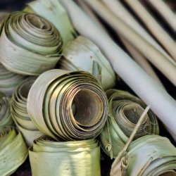 Peeled bark ready for weaving
