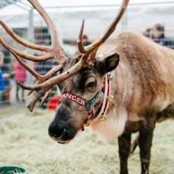 Reindeer Magic (Vancouver)