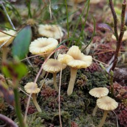 Botanical Skills NI: Plant-fungal relationships and their impact on the ecosystem