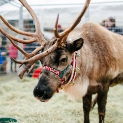 Reindeer Magic (Cedar Hills)