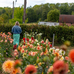 Arrange a hand tied bouquet with lots of dahlias