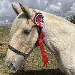 A palomino horse wearing a red, white and blue Champion rosette and a red 1st place rosette