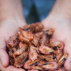 Friday Catch