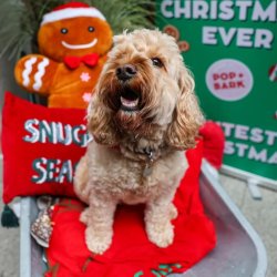 Cockapoo Cafe Christmas - Birmingham