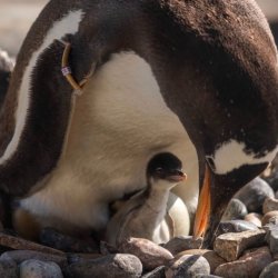 Tea and Talks: Penguins