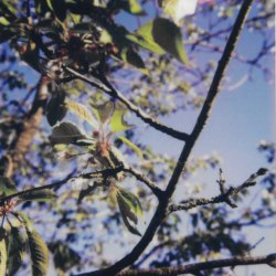 Pause with the Viewfinder: Slow instant photography and poetry Workshop (Part of the 2026 Geopoetics Gathering)