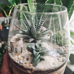 Cacti & Succulent Terrarium Workshop