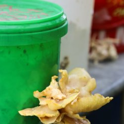 Mycelium: Ancient Technology, Modern Contexts