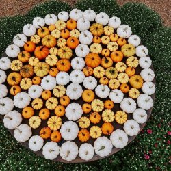 Junkstock: Fall 2026 Weekend 2 (Friday -Sunday)