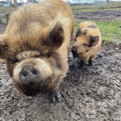 Piglet Brushing