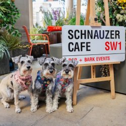 Schnauzer Cafe Halloween - Oxford