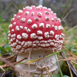 Hepple in Focus: Autumn Fungi