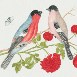 Vintage illustration of a pair of bullfinches perched amid red flowers with a butterfly