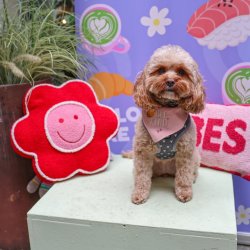 Cavapoo Cafe - Solihull