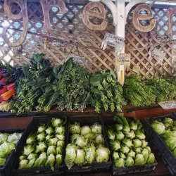 Organic Farm Tour