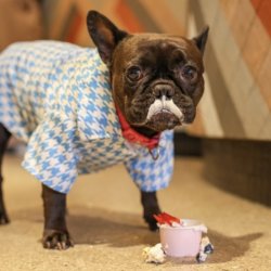 Frenchie Cafe - Southampton