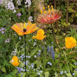 Fused Glass Large Garden Flower Workshop