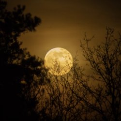 Moon Bathing with Hawk and Heath