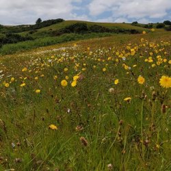 Irish Grasslands Project: Tramore dunes and salt marsh, Waterford