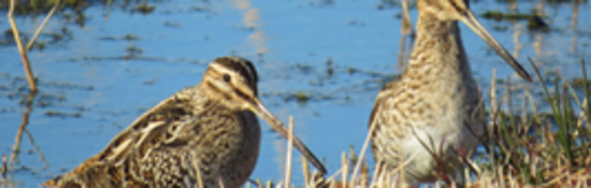 Making Space for Nature : Opportunities to Benefit from "Environmental Mitigation and Biodiversity Net Gain"