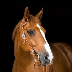 Foundations for Excellence in Equestrian Coaching (FEEC)