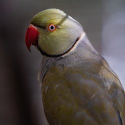 Indian Ringneck Parakeet at Bird Gardens of Naples