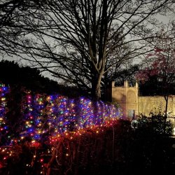 Winter Lights