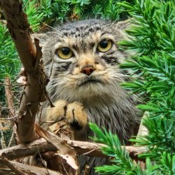 Tea and Talks: Pallas’s Cats and Scottish Wildcats