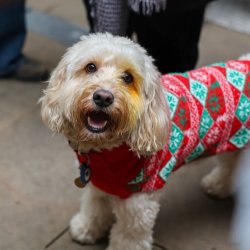 Cockapoo Cafe Christmas - Durham